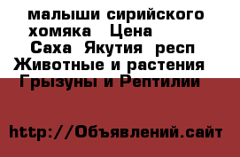 малыши сирийского хомяка › Цена ­ 300 - Саха (Якутия) респ. Животные и растения » Грызуны и Рептилии   